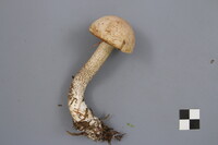 Leccinum holopus image